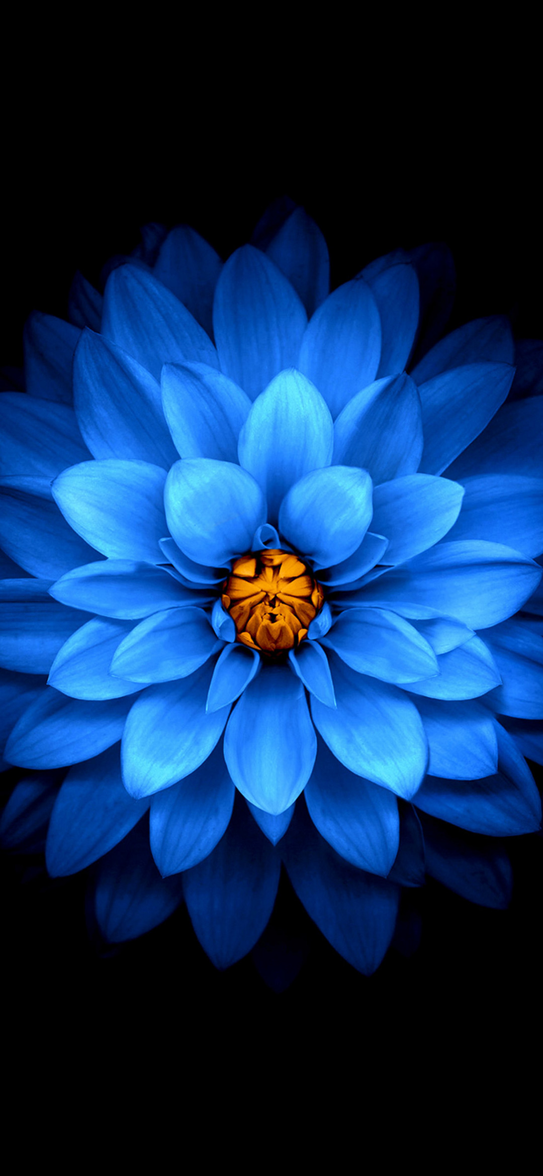 花びらの多い青い花 Find X Android 壁紙 待ち受け Sumaran