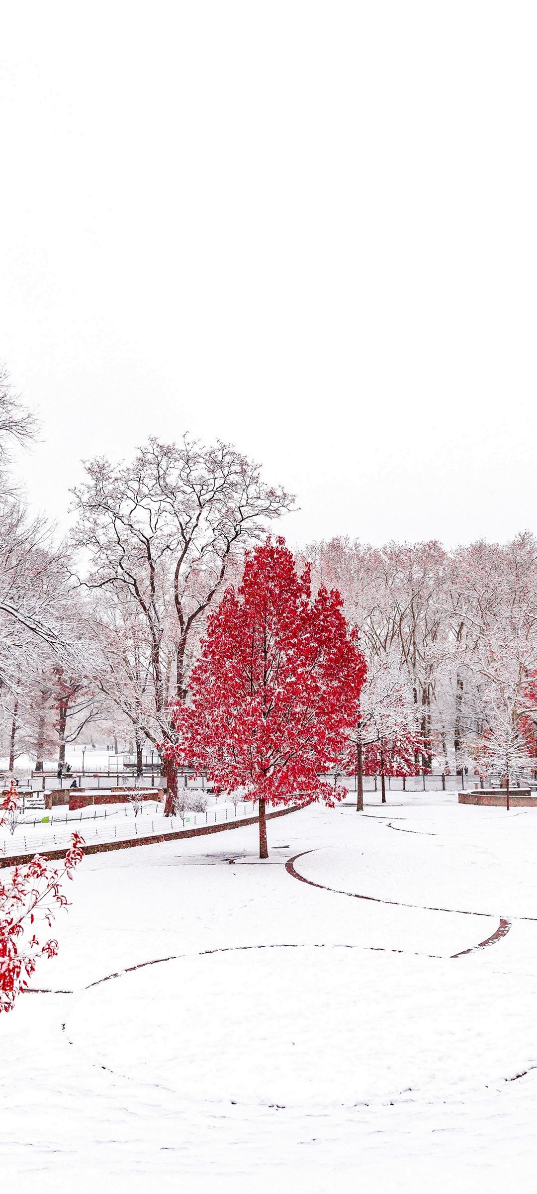 雪 赤い木 風景 ZenFone 7 Pro 壁紙・待ち受け