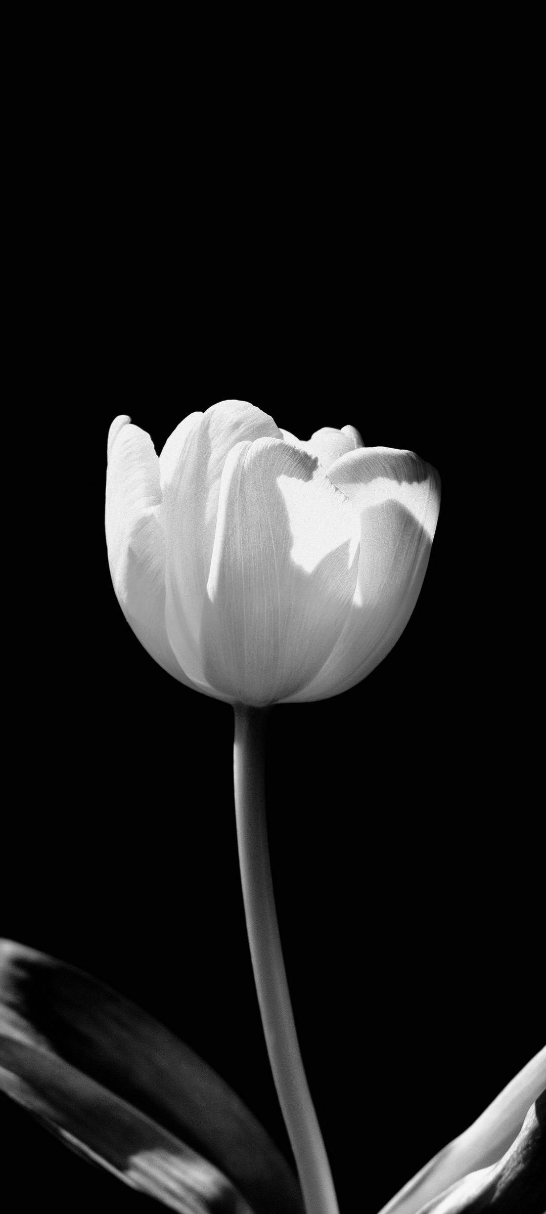 黒の背景 白い花 OPPO A73 壁紙・待ち受け