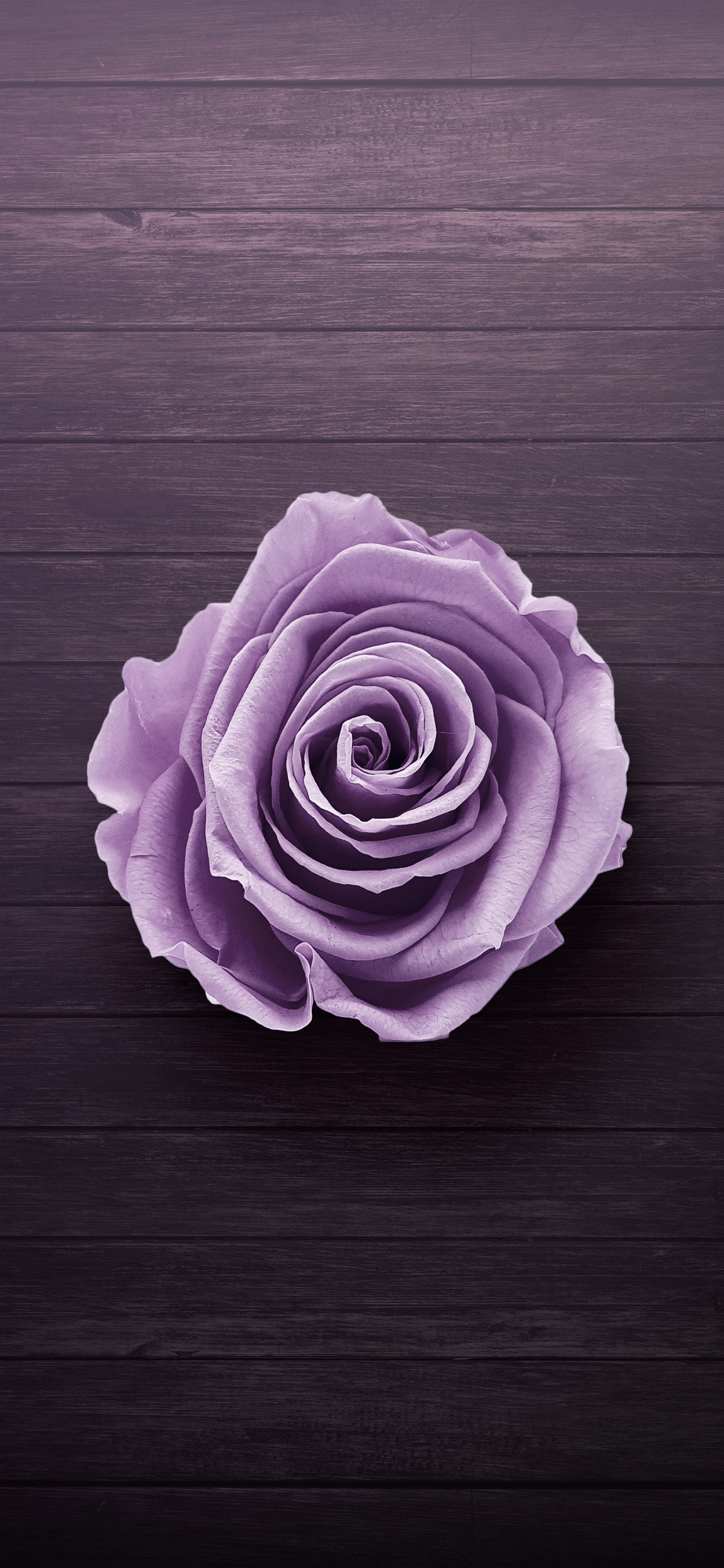 綺麗な紫の薔薇 Iphone Xs Max 壁紙 待ち受け スマラン