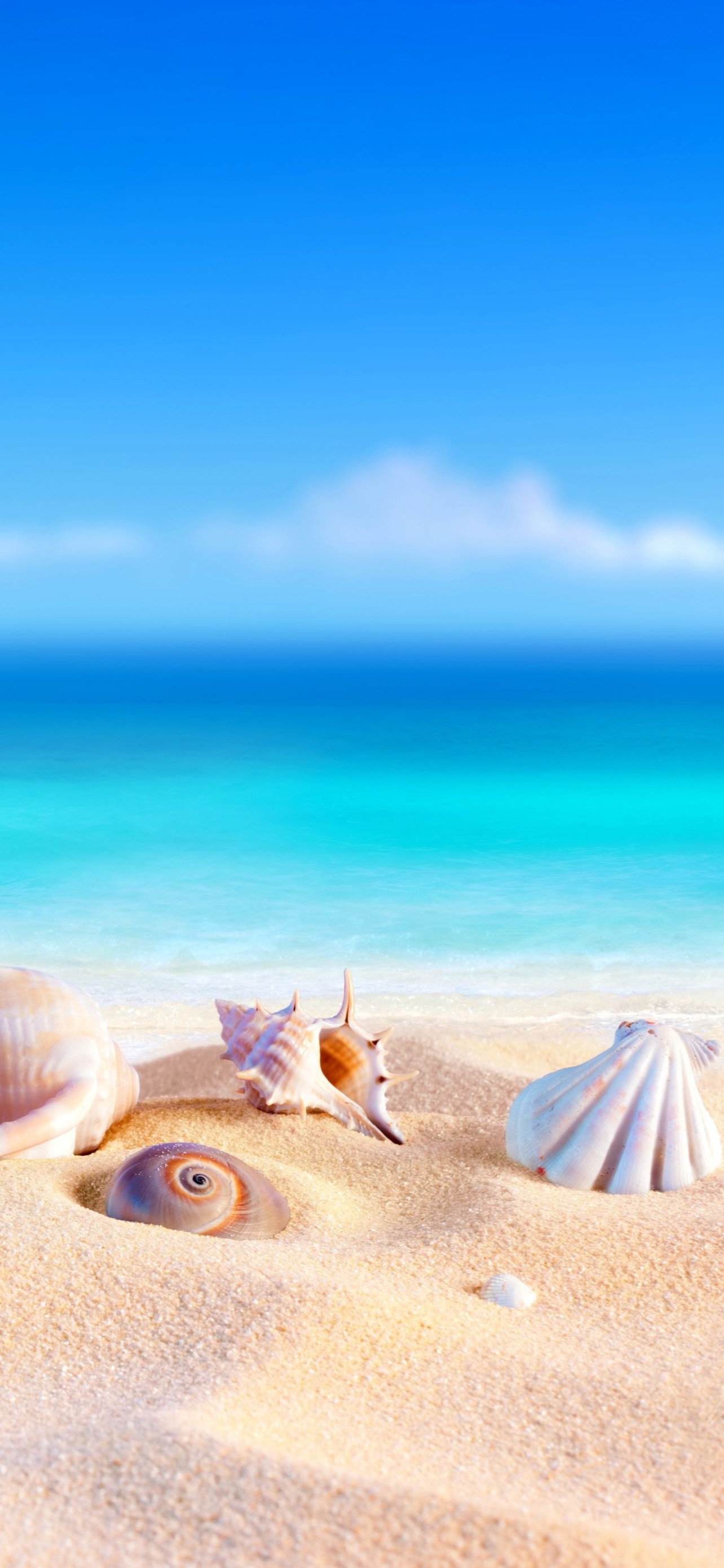 美しい貝殻 砂浜 綺麗な海 Iphone 13 Pro Max壁紙 待ち受け スマラン