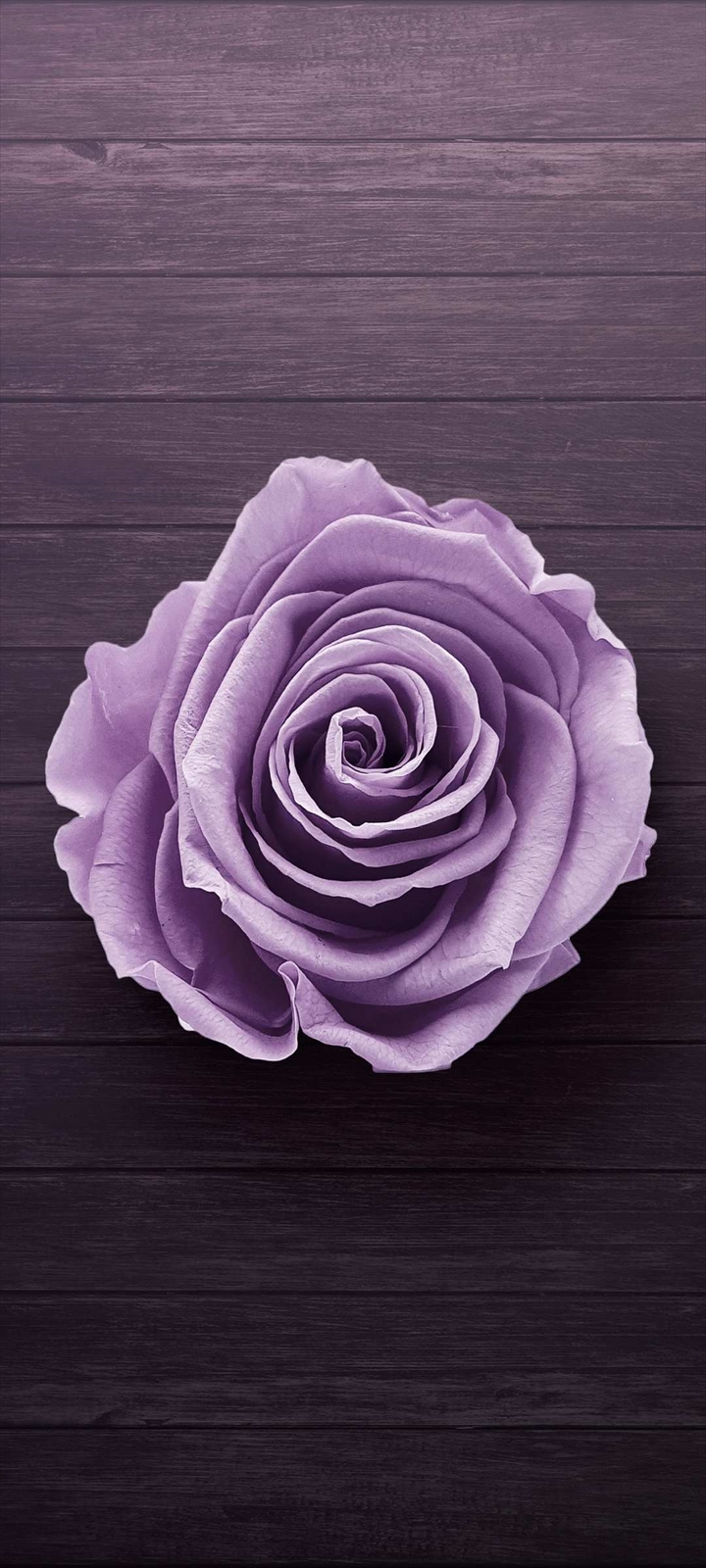 木の板の上の紫の薔薇 Moto G9 Play Androidスマホ壁紙 待ち受け スマラン