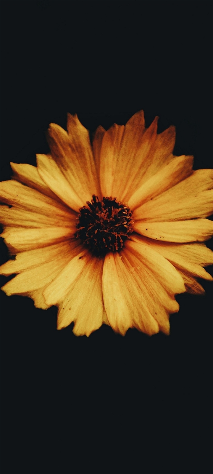 花びらの多い黄色の花 Oppo A5 Androidスマホ壁紙 待ち受け スマラン