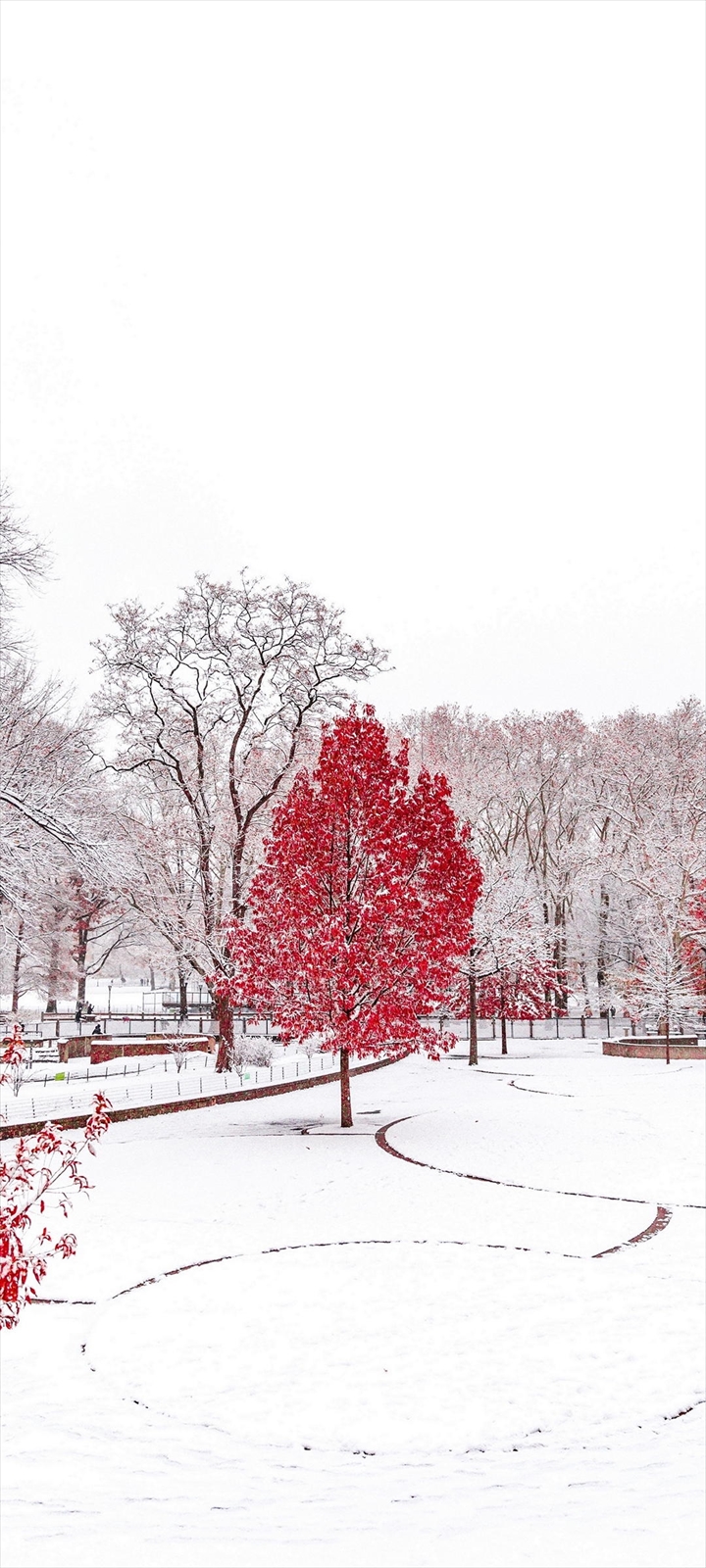 雪 赤い木 風景 Moto G30 Androidスマホ壁紙 待ち受け スマラン