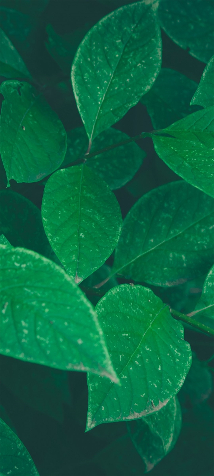 画面いっぱいの綺麗な緑の葉 Oppo A5 Androidスマホ壁紙 待ち受け スマラン
