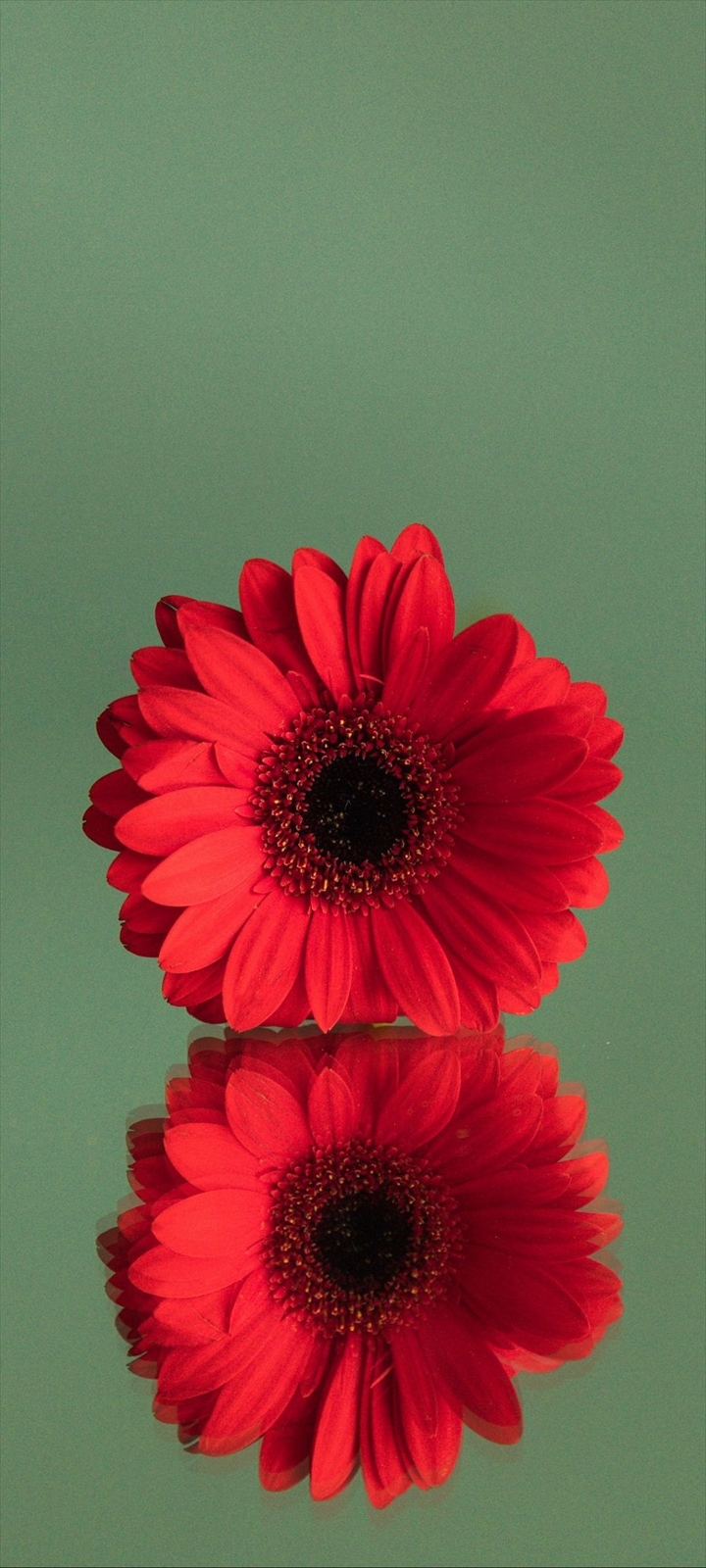 鏡面する赤い花 Oppo A5 Androidスマホ壁紙 待ち受け スマラン