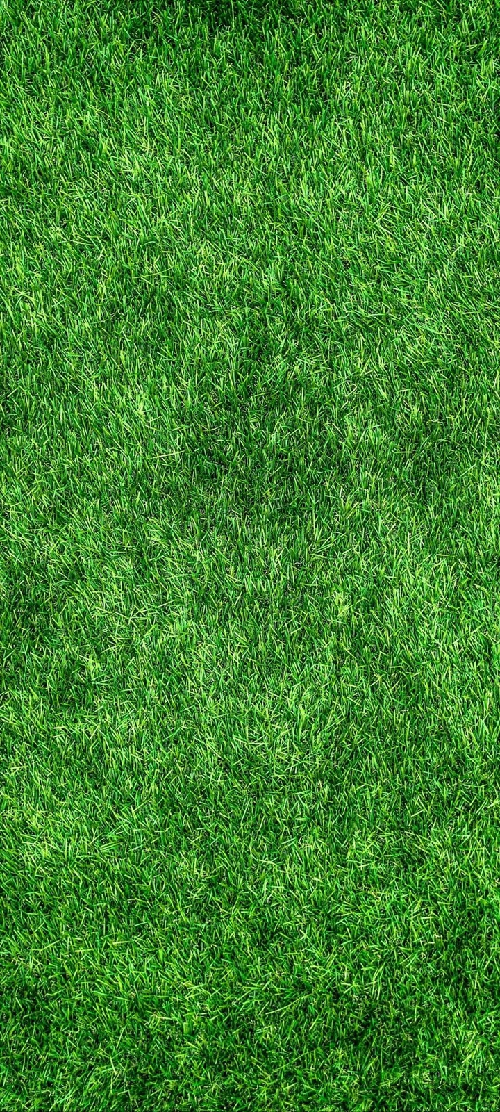 綺麗な芝生 Oppo A5 Androidスマホ壁紙 待ち受け スマラン