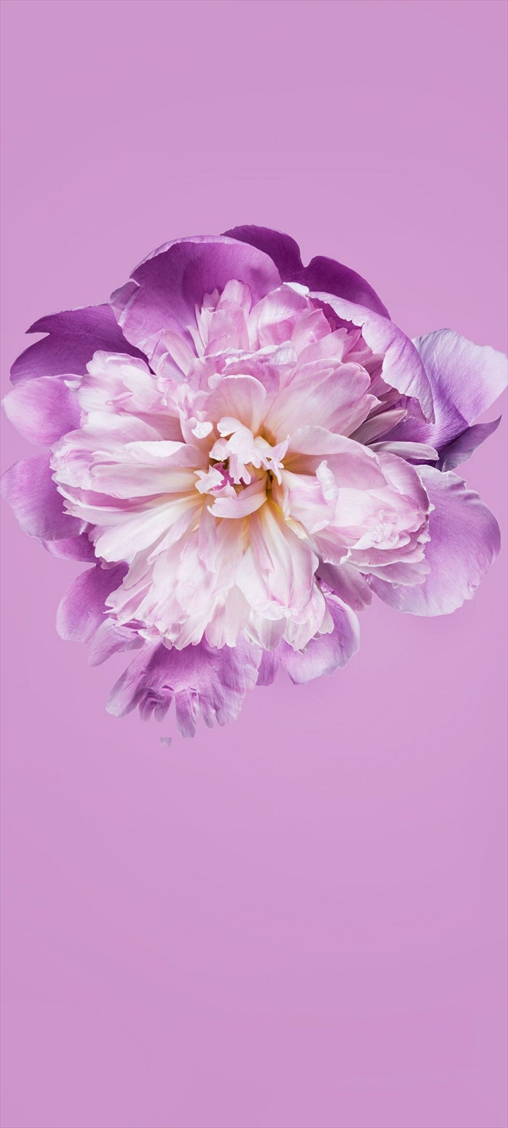 可愛い桜の花 クローズアップ Moto G9 Play Androidスマホ壁紙 待ち受け スマラン