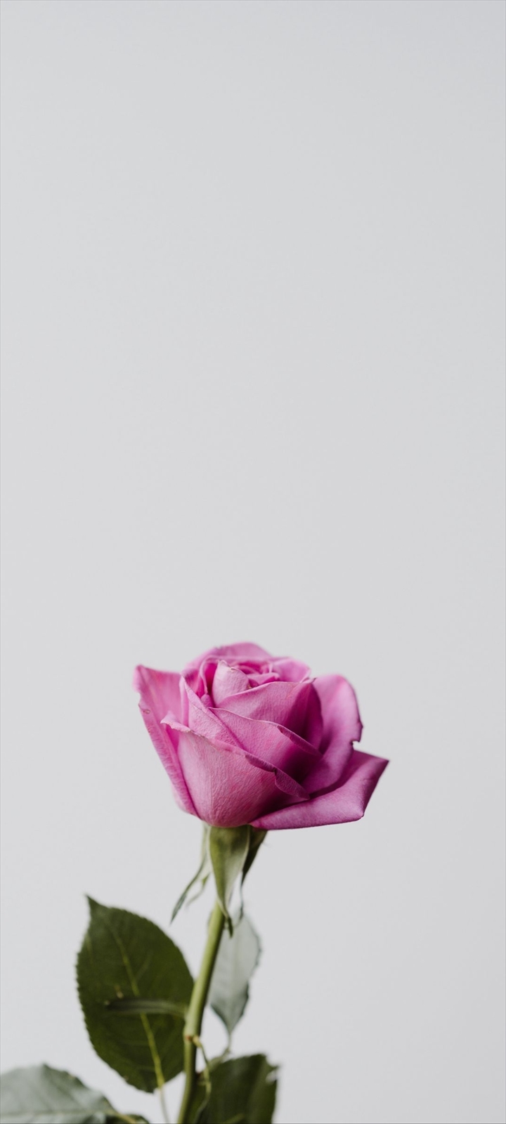 一輪の綺麗なピンクの薔薇 Oppo A5 Androidスマホ壁紙 待ち受け スマラン