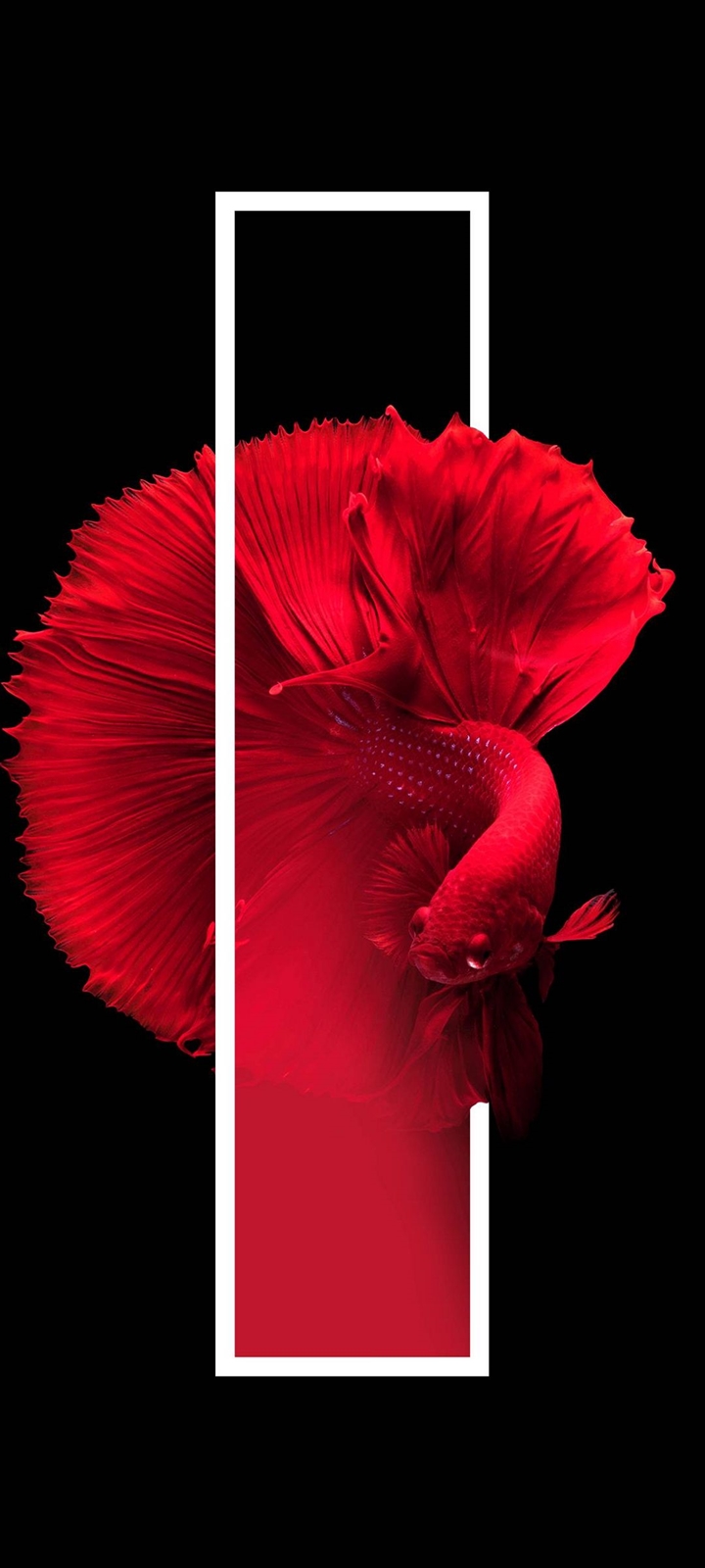 美しい赤い金魚 Moto G9 Play Androidスマホ壁紙 待ち受け スマラン