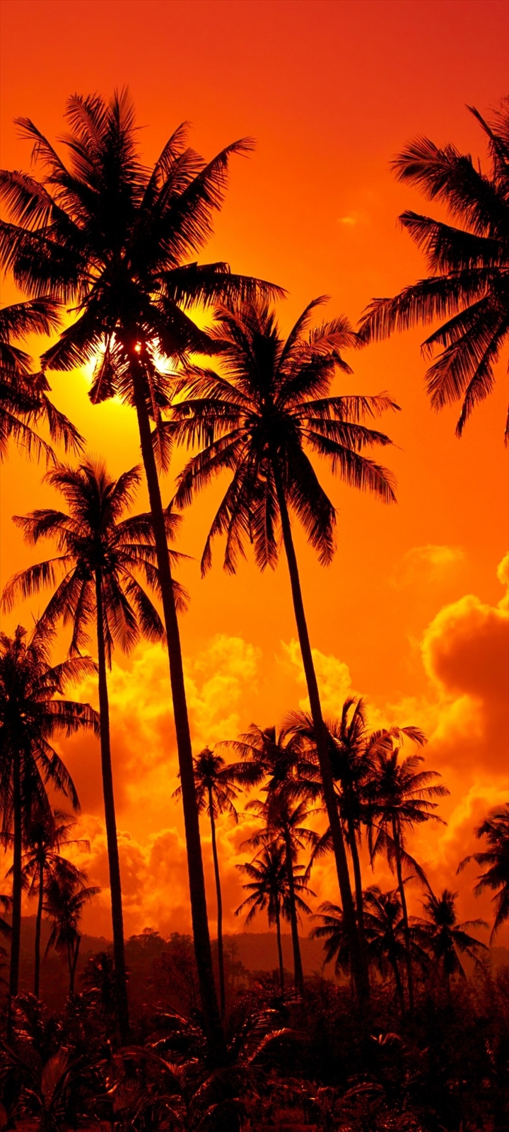 オレンジに染まる景色 椰子の木 Moto G30 Androidスマホ壁紙 待ち受け スマラン