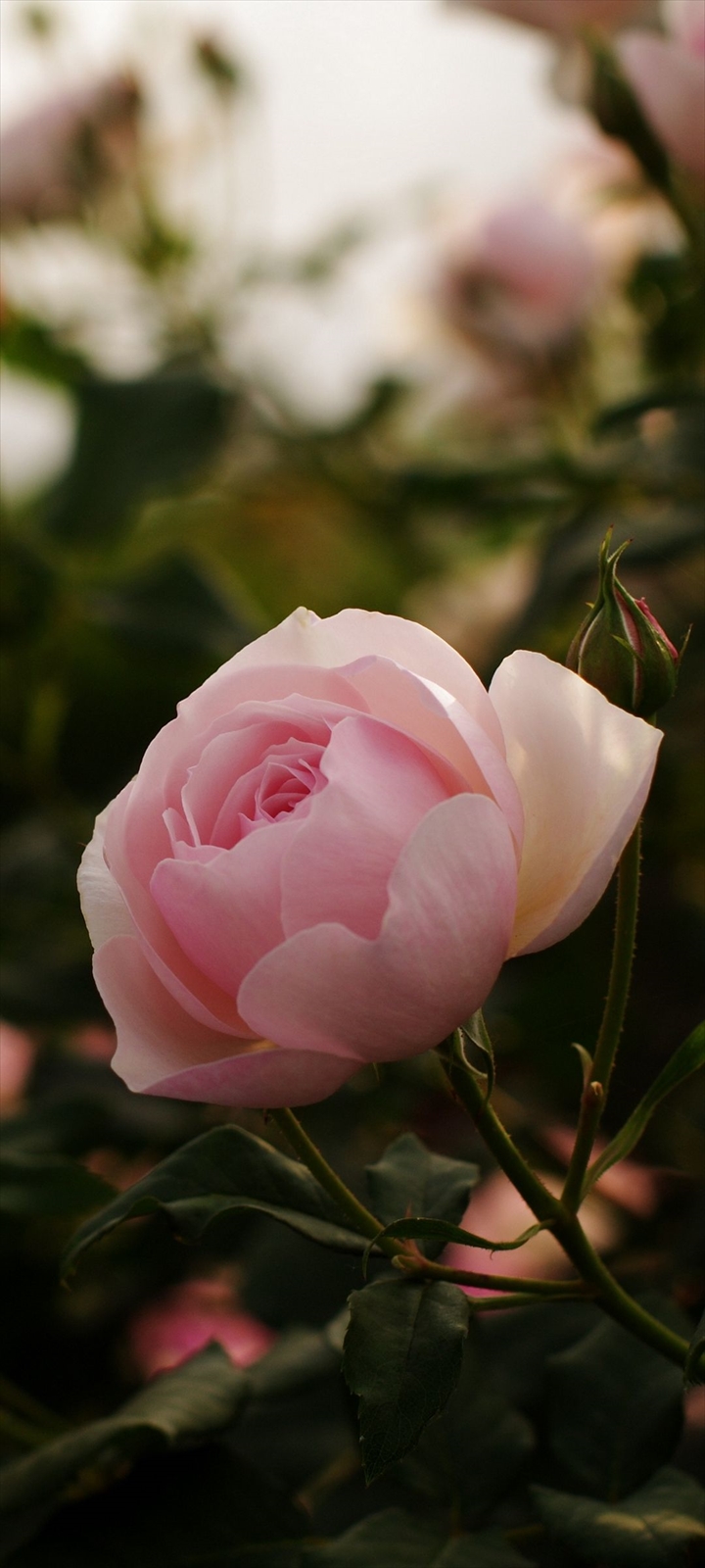 綺麗な薄いピンクの花 Oppo A5 Androidスマホ壁紙 待ち受け スマラン