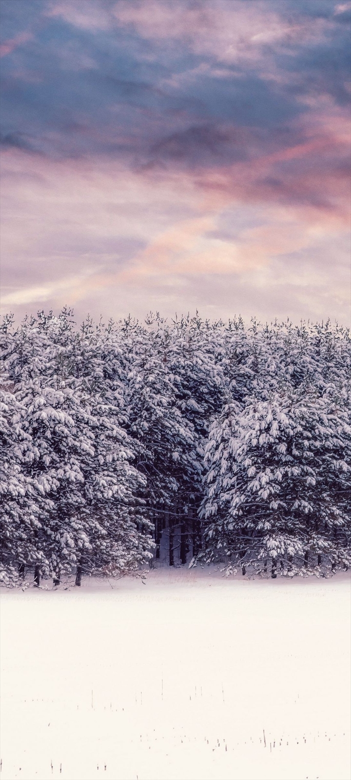 雪に覆われた樹と土地 Oppo A5 Androidスマホ壁紙 待ち受け スマラン