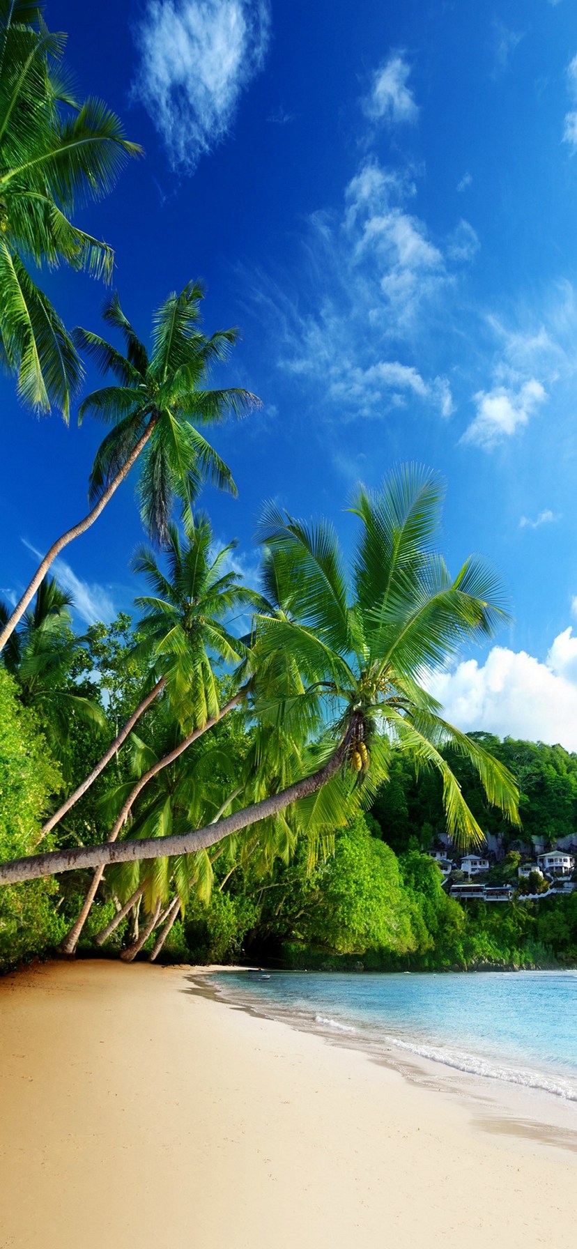 綺麗な海と椰子の木 iPhone XR 壁紙・待ち受け