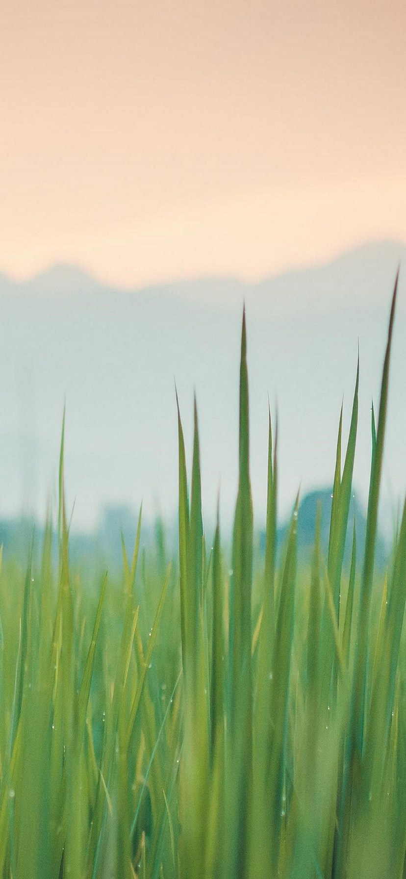 緑の草と背景 iPhone XR 壁紙・待ち受け