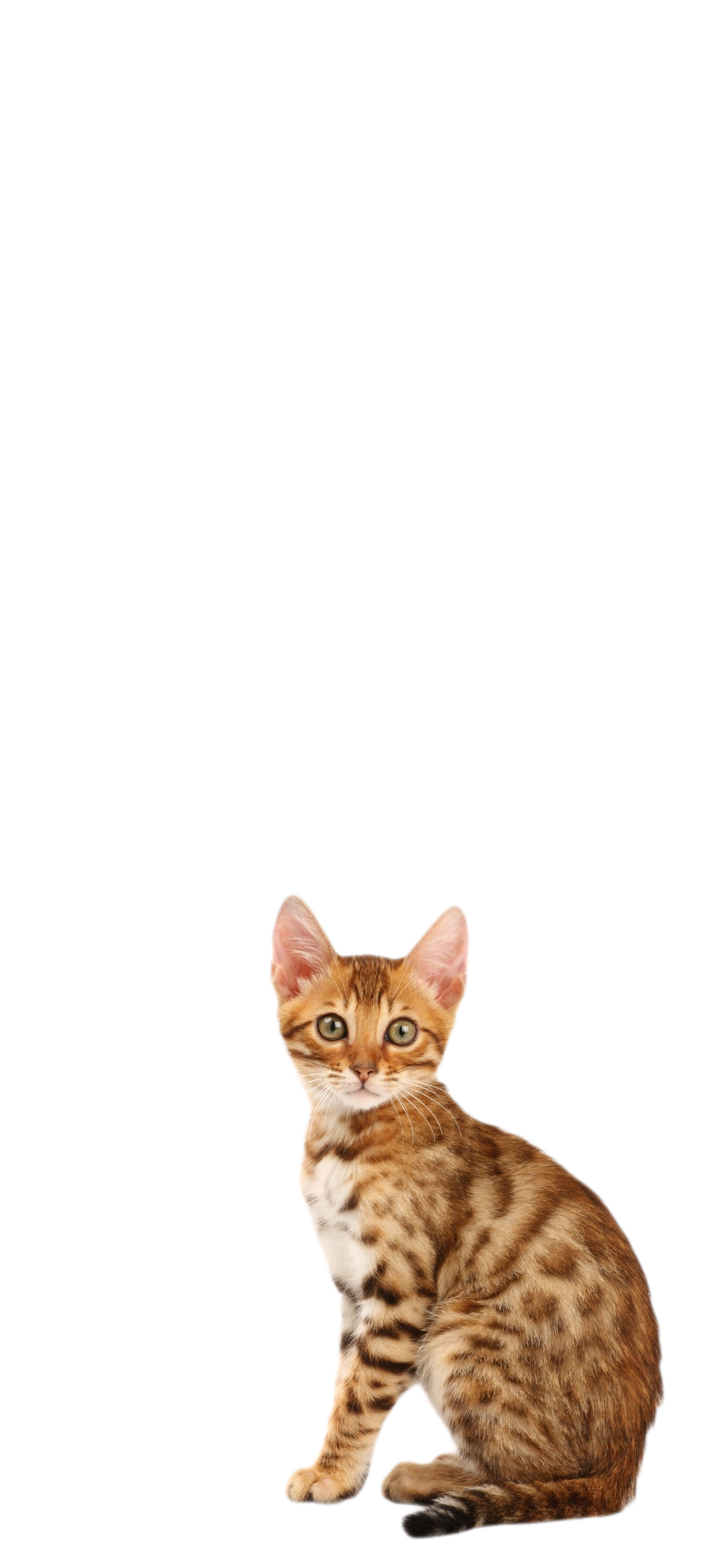 アビシニアン 猫 ZenFone 7 Pro 壁紙・待ち受け