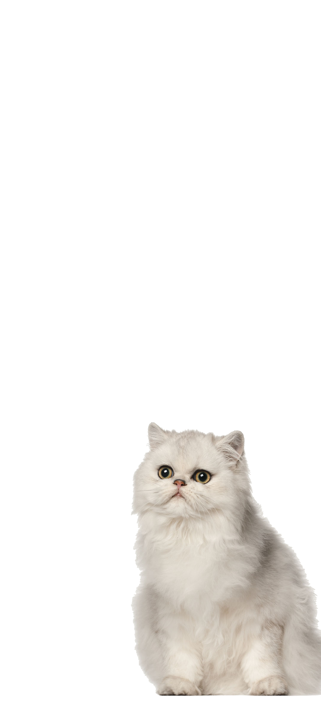 ペルシャ 猫 ZenFone 7 壁紙・待ち受け
