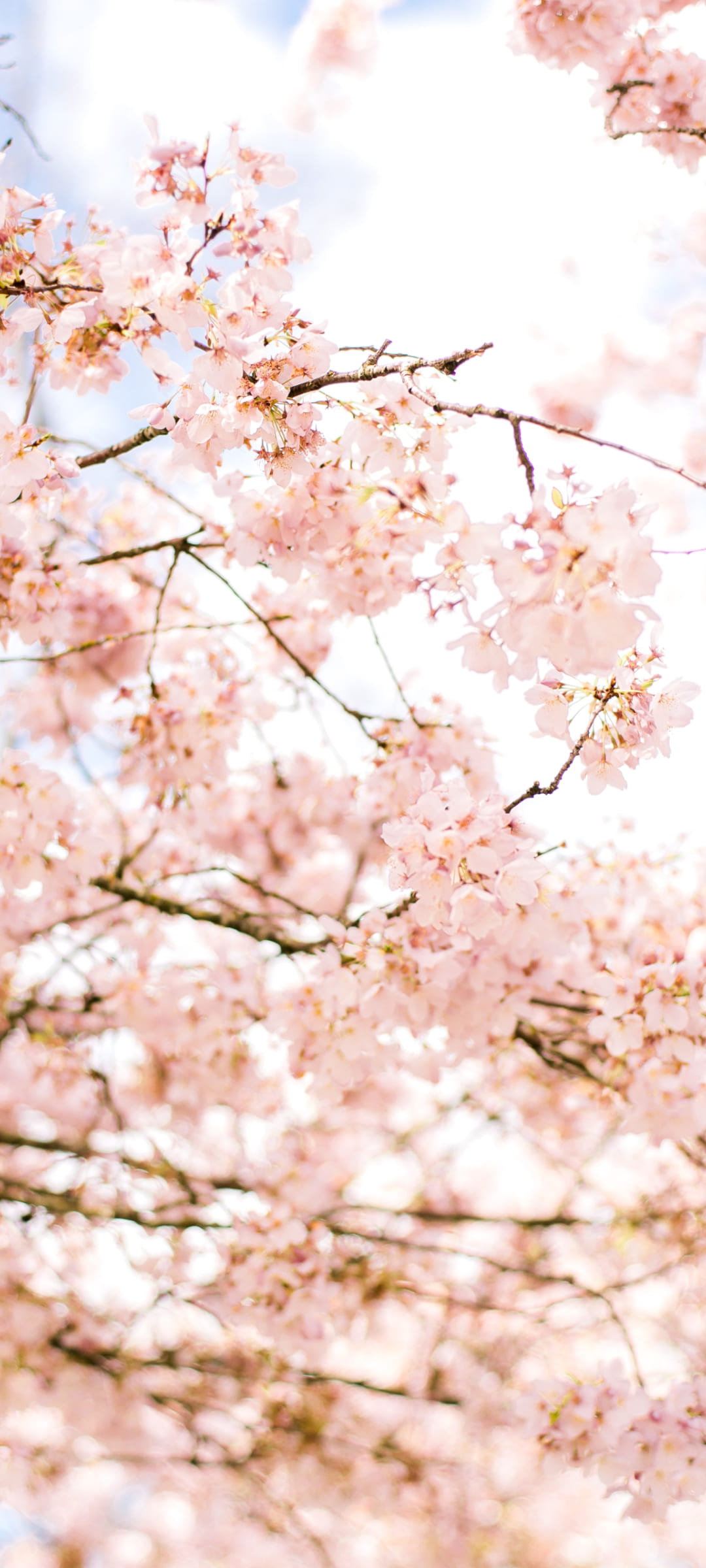 春 綺麗な桜 Galaxy A41 壁紙・待ち受け
