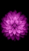 📱花びらの多いピンクの花 Redmi Note 9T 壁紙・待ち受け