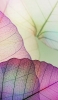 📱紫と緑の透けた葉 Redmi Note 9T 壁紙・待ち受け