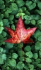 📱Maple and green leaves RedMagic 5 Android 壁紙・待ち受け