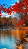 📱Red autumn leaves lake wooden bridge blue sky RedMagic 5 Android 壁紙・待ち受け