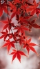 📱秋 綺麗な紅葉 赤 Redmi 9T Android 壁紙・待ち受け