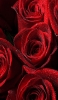 📱小さな水滴がついた赤い薔薇 OPPO Reno A Android 壁紙・待ち受け