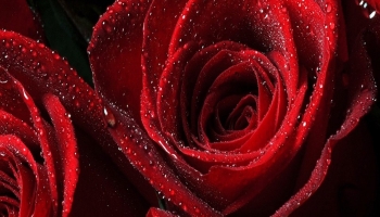 📱Red rose with lots of water drops iPhone 13 mini 壁紙・待ち受け