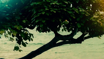📱A tree with many leaves growing near the surface of the sea ZenFone 6 Android 壁紙・待ち受け