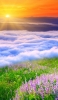 📱白い雲と夕日 紫の花 Find X Android 壁紙・待ち受け