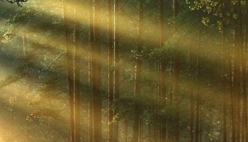 📱光射す美しい森の道 iPhone 12 mini 壁紙・待ち受け