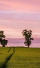 📱Spreading agricultural land pink sky ZenFone 6 Android 壁紙・待ち受け