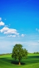 📱夏空 大自然 青い空と草原 大きな木 iPhone 13 mini 壁紙・待ち受け
