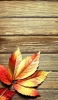 📱薄い木目 黄色と赤色の葉 iPhone 12 mini 壁紙・待ち受け