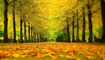 📱Green / yellow tree-lined road autumn ZenFone 6 Android 壁紙・待ち受け