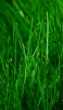 📱綺麗な緑の雑草 Galaxy A30 Android 壁紙・待ち受け