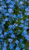 📱Cute light blue flowers RedMagic 5 Android 壁紙・待ち受け