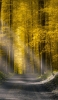 📱Gravel road forest road Golden forest ZenFone 6 Android 壁紙・待ち受け