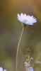 📱上を向いて咲く白い花 Galaxy A30 Android 壁紙・待ち受け