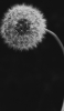 📱Black background dandelion fluff ZenFone 6 Android 壁紙・待ち受け