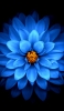 📱正面から撮影した綺麗な青い花 iPhone 13 mini 壁紙・待ち受け
