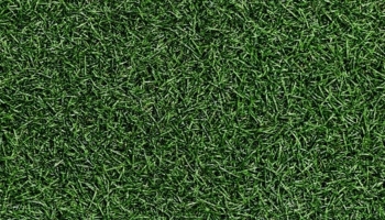 📱短く刈り取られた濃い緑の芝生 Google Pixel 5 Android 壁紙・待ち受け