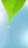 📱綺麗な緑の葉 水滴 葉脈 iPhone 12 mini 壁紙・待ち受け
