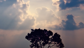 📱Beautiful blue sky, big trees and lake ROG Phone 3 Android 壁紙・待ち受け