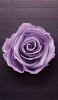 📱木の床 綺麗な薄い紫の薔薇 Galaxy A30 Android 壁紙・待ち受け