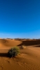 📱Taklimakan Desert vegetation Redmi 9T Android 壁紙・待ち受け