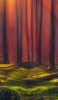 📱オレンジの森と苔が生える土地 Google Pixel 5 Android 壁紙・待ち受け