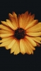 📱綺麗な黄色い花 Redmi Note 9T 壁紙・待ち受け
