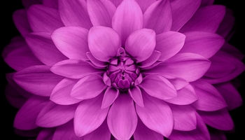 📱上から見たピンクの花 iPhone 11 Pro 壁紙・待ち受け